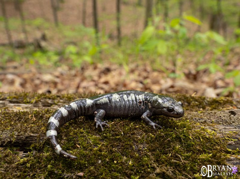 Ohio's Woodland Icon: Spotted Salamander