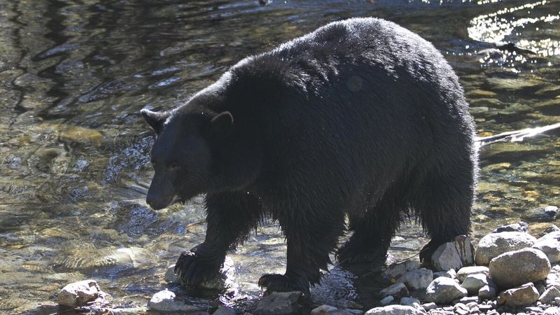 Ohio Bear