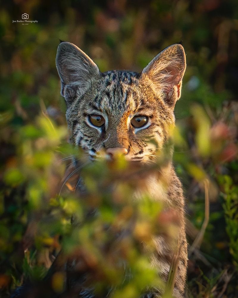 Ohio - Bobcat