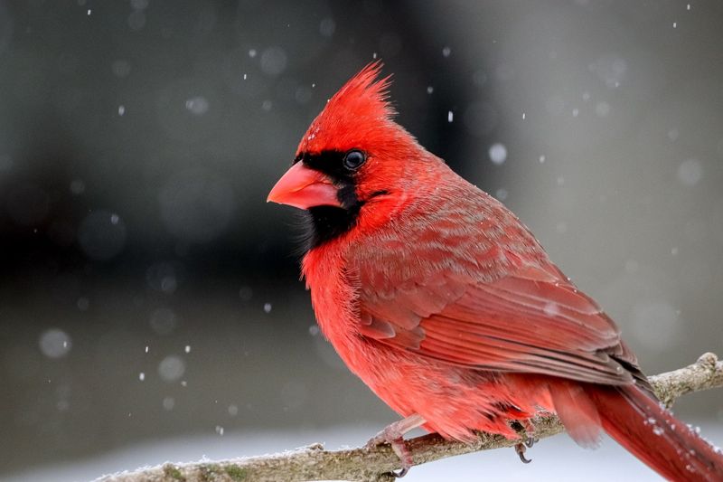 Ohio: Cardinal