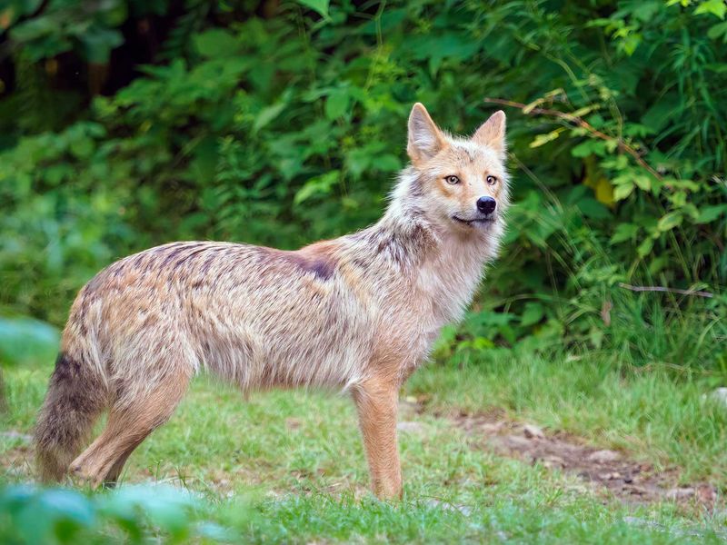 Ohio - Coyotes