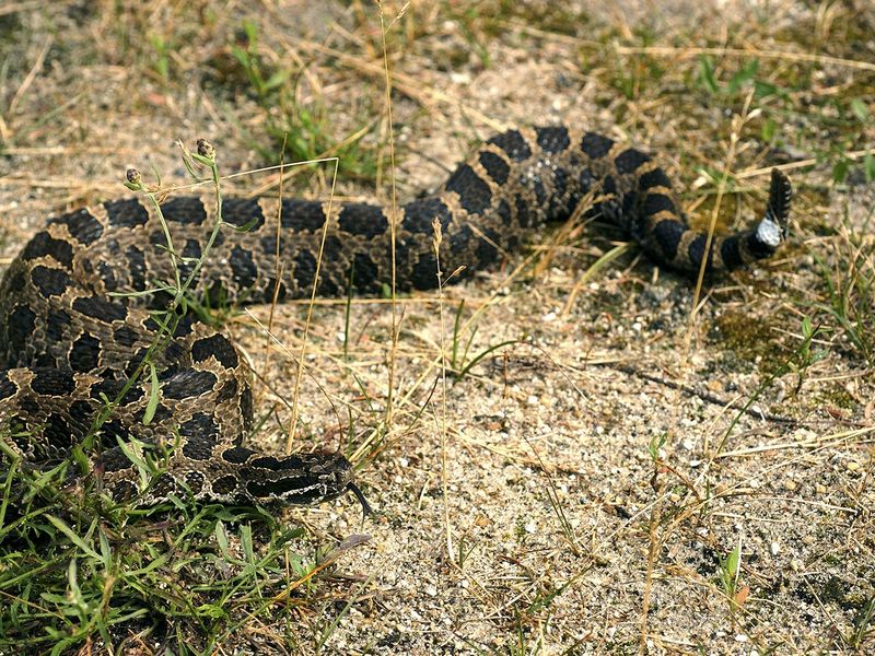 Ohio - Eastern Massasauga Rattlesnake