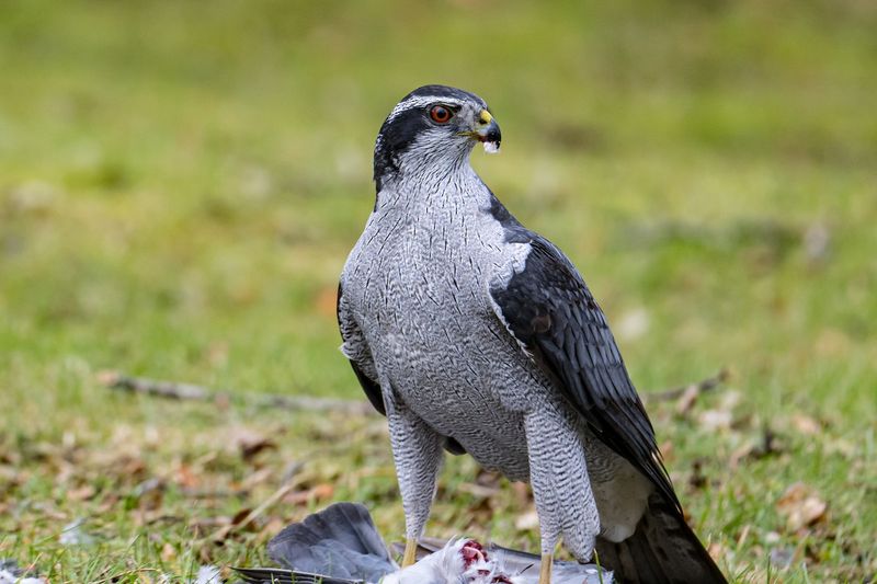 Ohio - Northern Goshawk