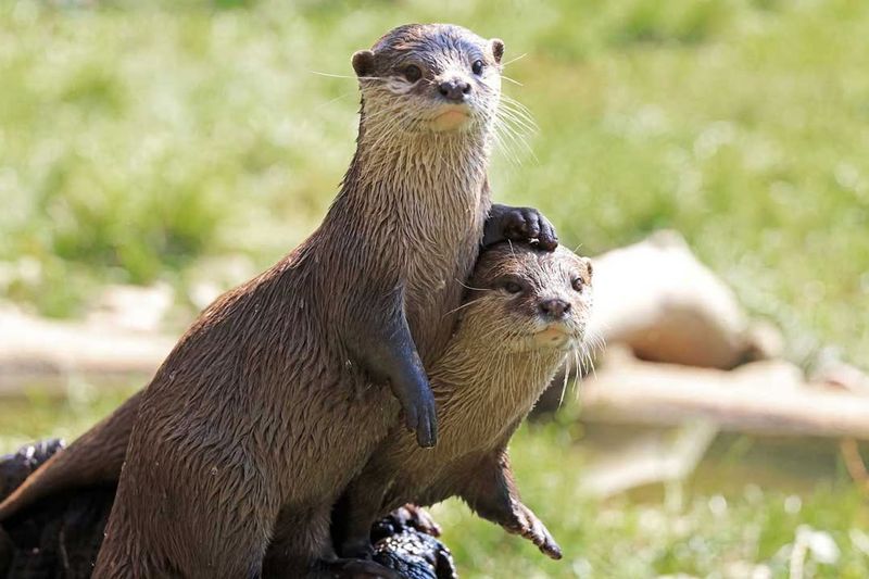 Ohio River Otter