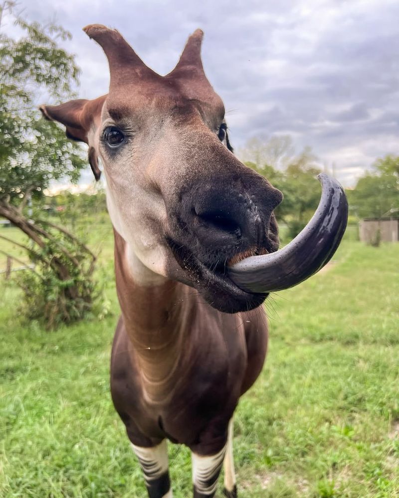 Okapi