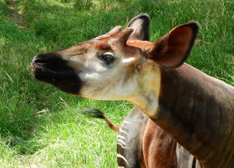 Okapi