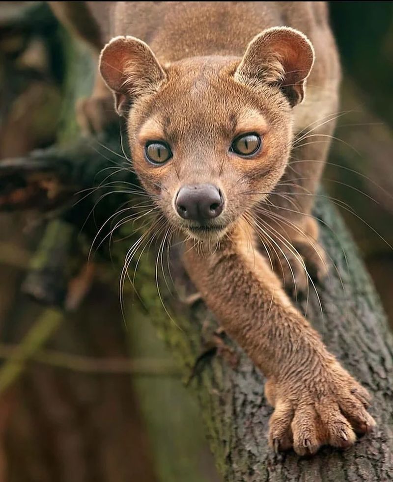 Fossa