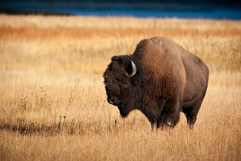 Oklahoma's American Bison