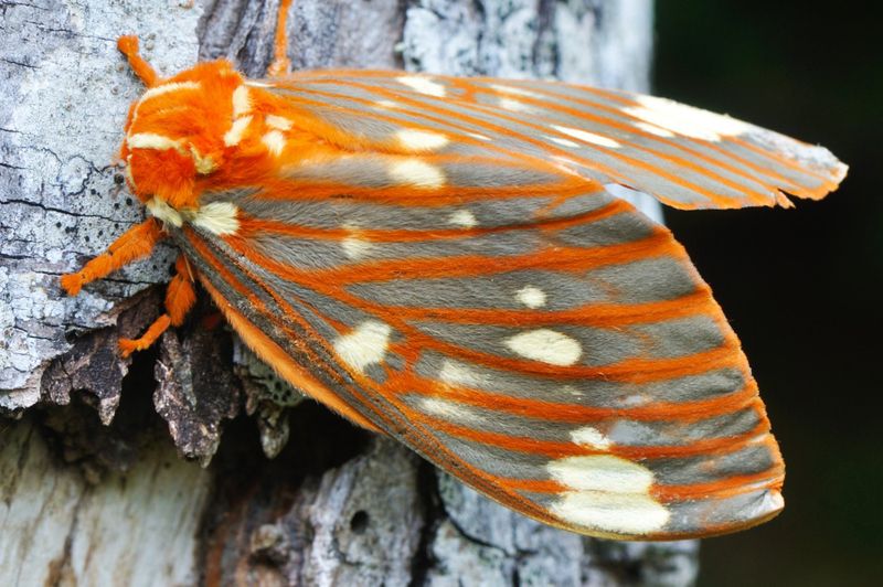 Oklahoma's Giant Regal Moth