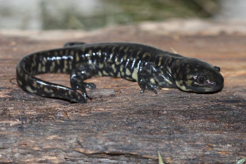 Oklahoma's Burrowing Buddy: Western Tiger Salamander