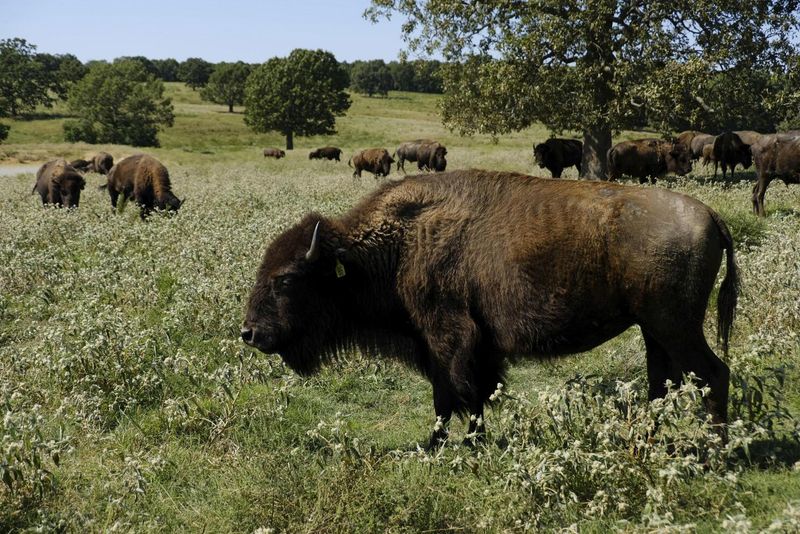 Oklahoma - American Bison