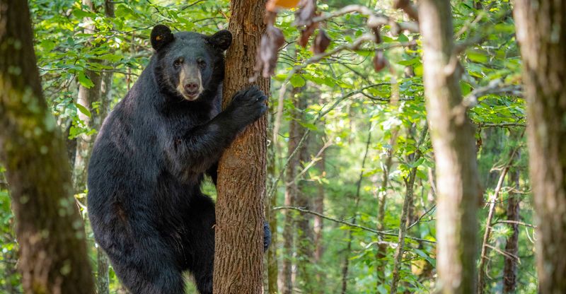 Oklahoma Bear