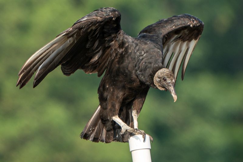 Oklahoma - Black Vulture