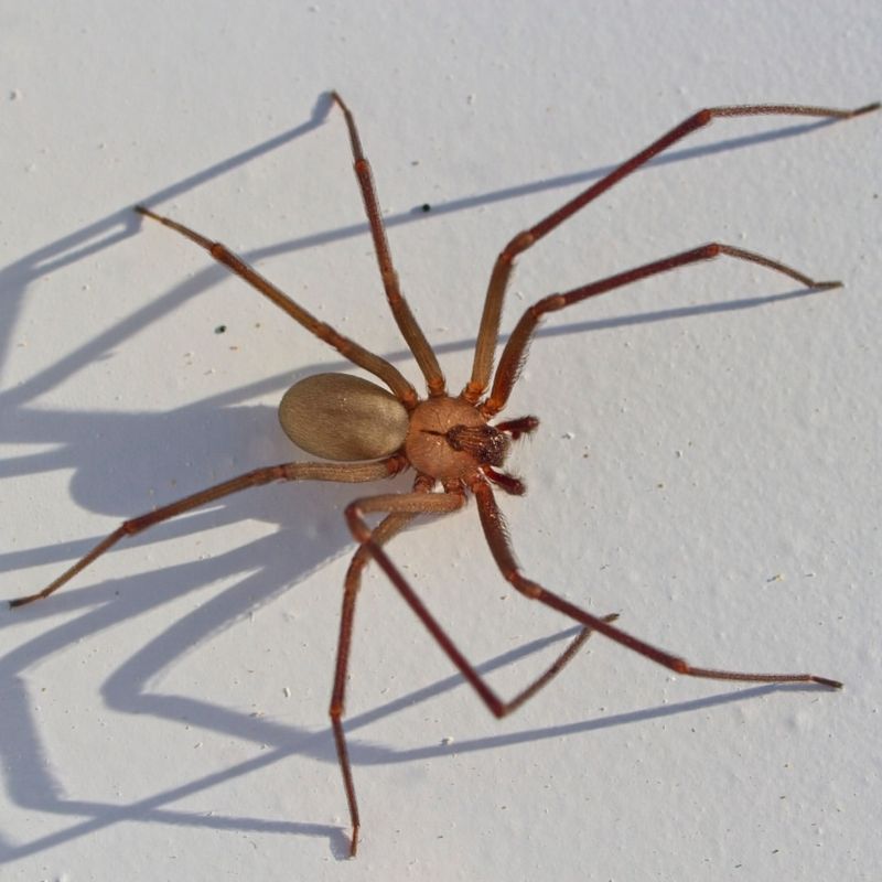 Oklahoma - Brown Recluse Spiders