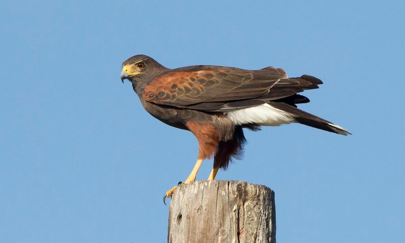 Oklahoma - Harris's Hawk