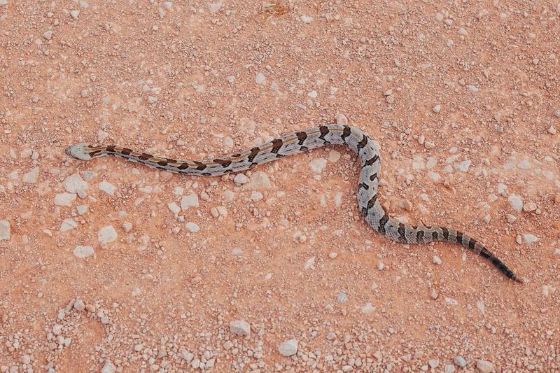 Oklahoma Prairie Rattlesnake