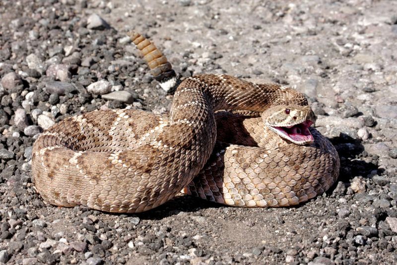 Oklahoma - Western Diamondback Rattlesnake