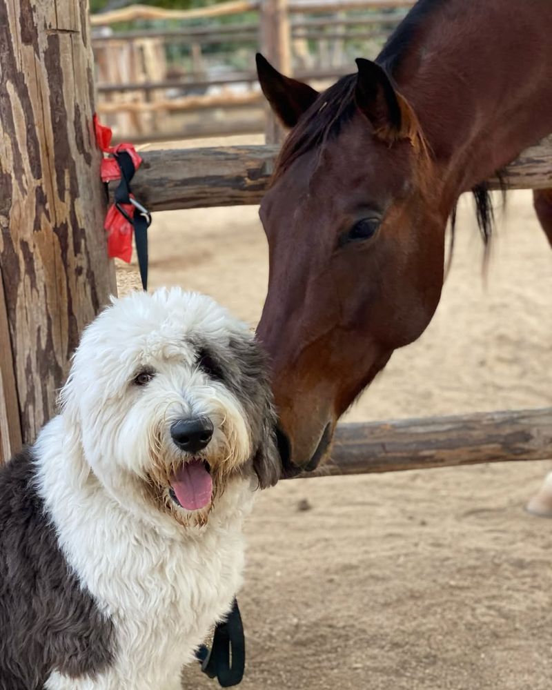 Old English Sheepdog