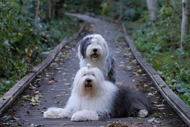 Old English Sheepdog