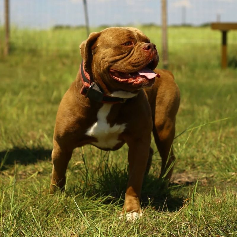 Olde English Bulldogge