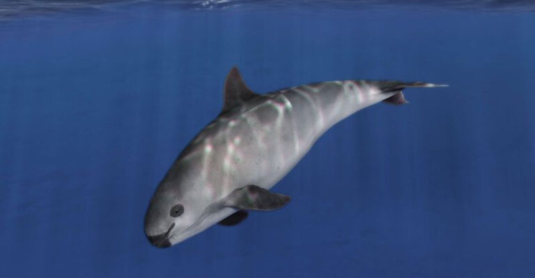 Only 8 Left: 10 Challenges Facing The Extremely Endangered Vaquita And What It Means For Their Future