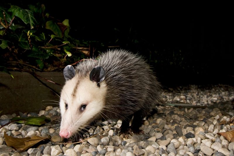 Opossums – Snake Venom Slayers