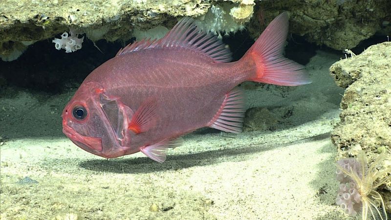 Orange Roughy