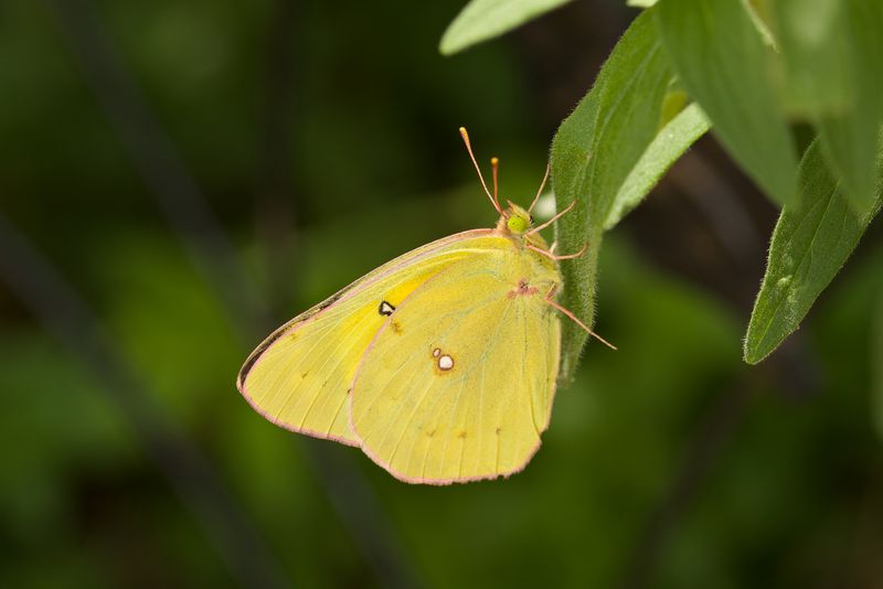 Orange Sulphur - Nebraska