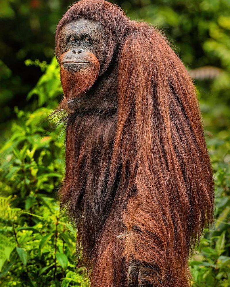 Orangutan