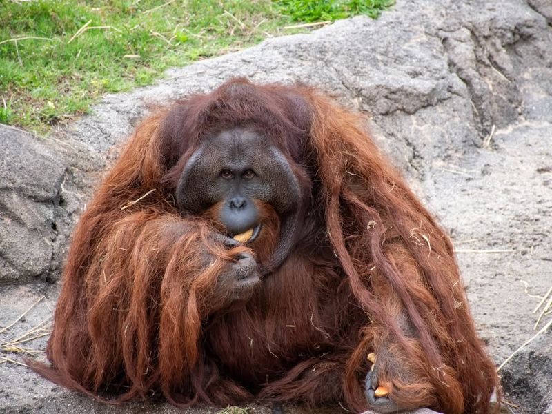 Orangutan