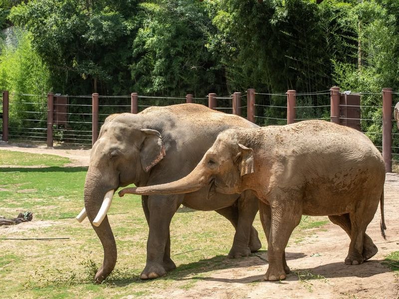 Asian Elephant