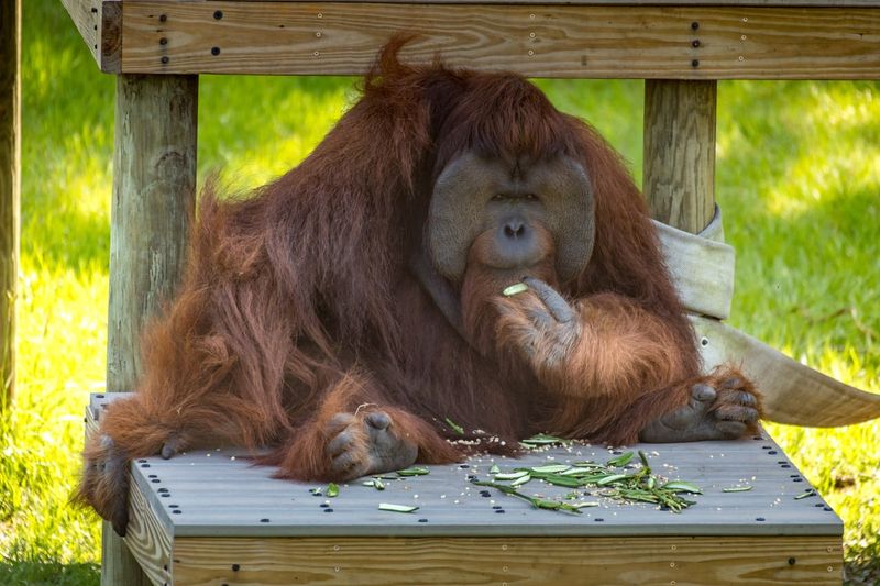 Orangutan