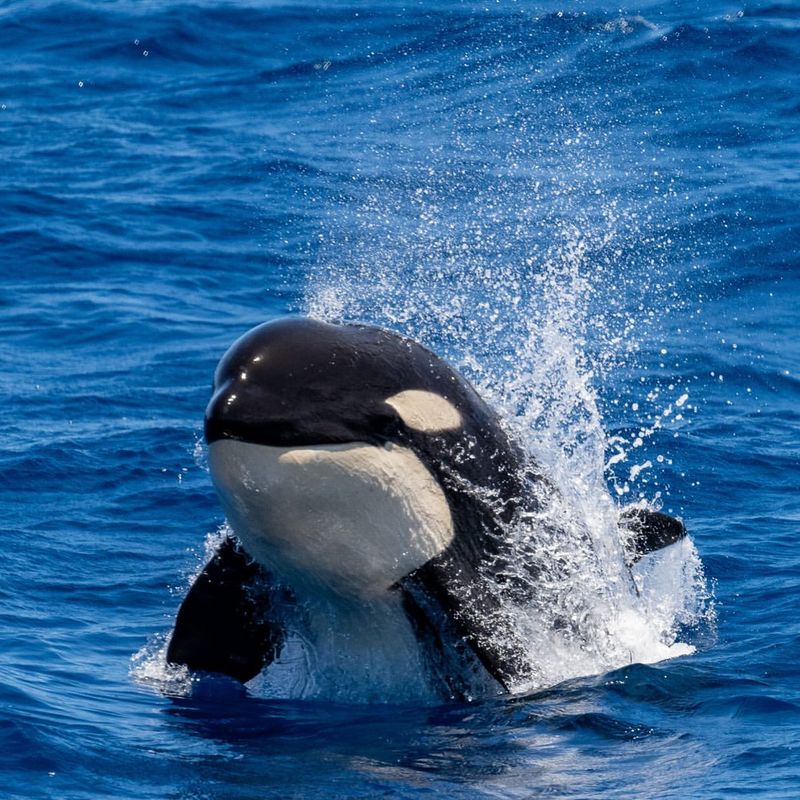 Orca