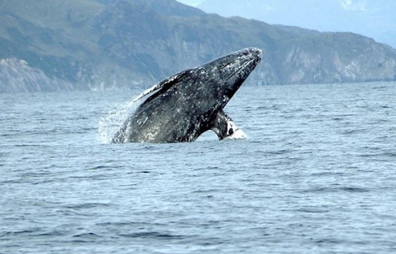 Oregon's Gray Whale