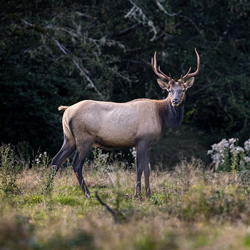 Oregon's Towering Elk