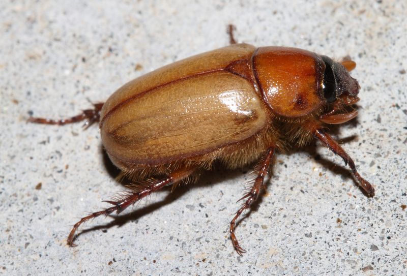 Oregon's Giant Coastal Dune Beetle