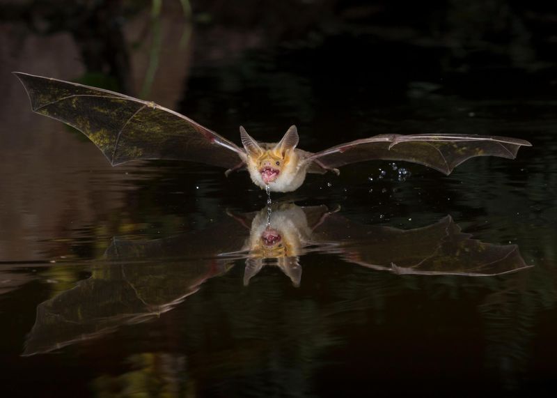 Oregon's Forest Bats