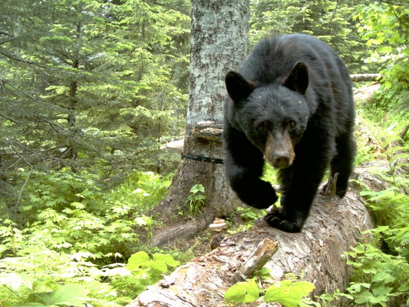 Oregon Bear