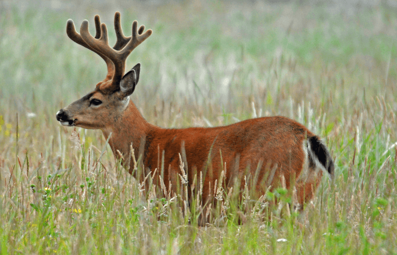 Oregon - Black-Tailed Deer