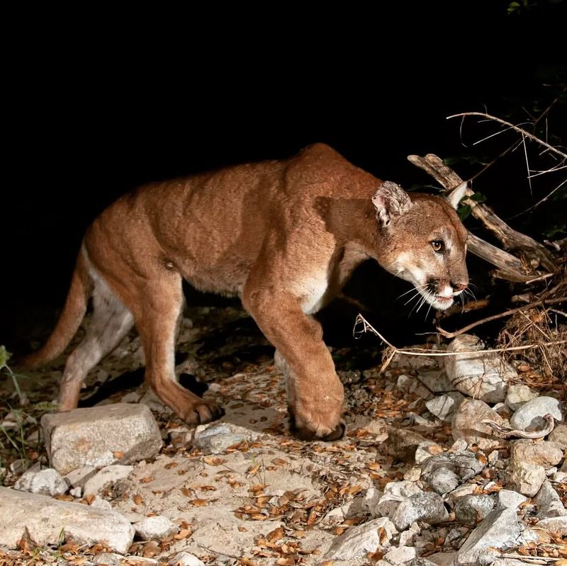 Oregon - Cougars