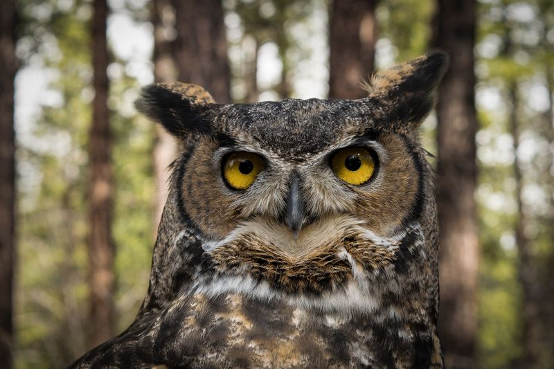 Oregon: Great Horned Owl