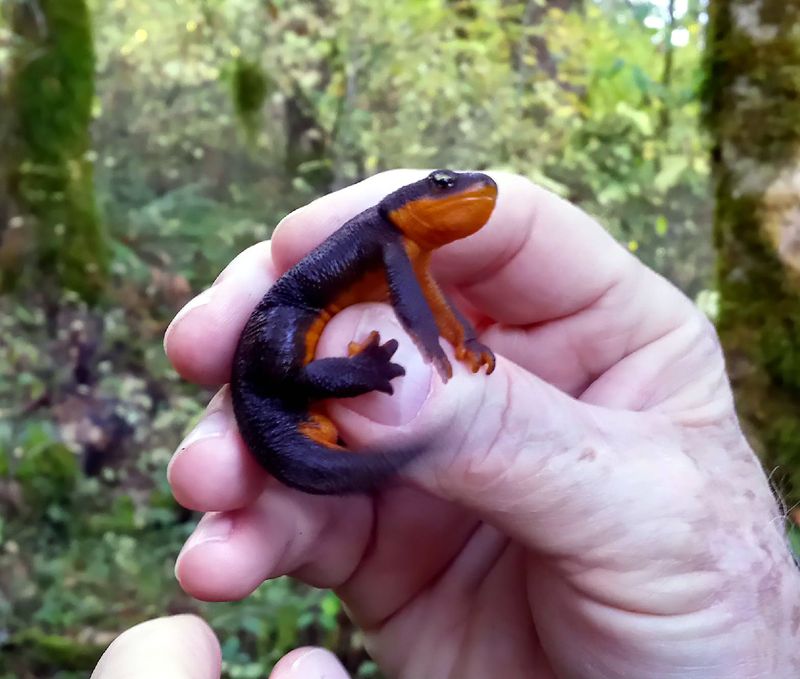 Oregon Rough-skinned Newt