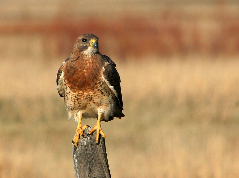 Oregon - Swainson's Hawk