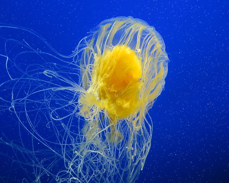 Oregon - The Large Egg Yolk Jellyfish