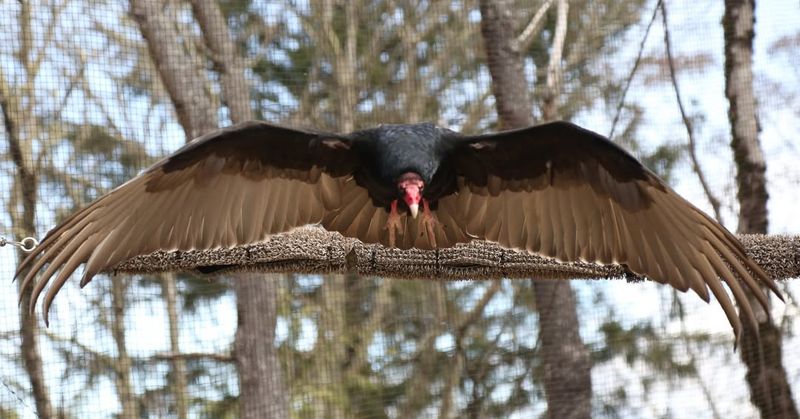 Oregon - Turkey Vulture