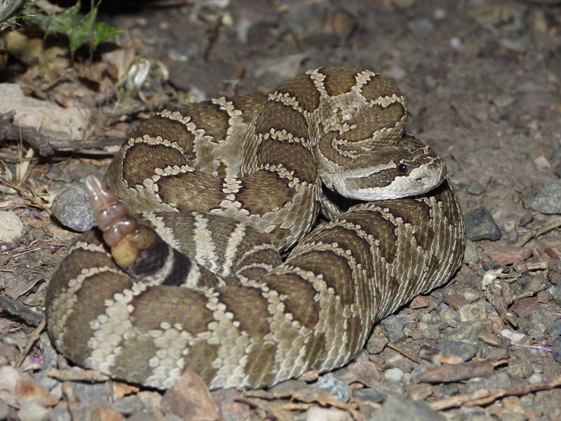 Oregon - Western Rattlesnake