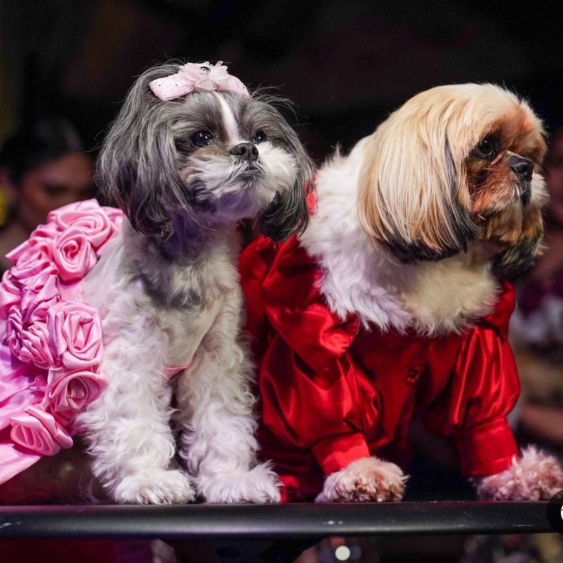 Organize a Pet Fashion Show