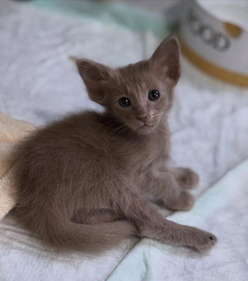 Oriental Longhair Kitten