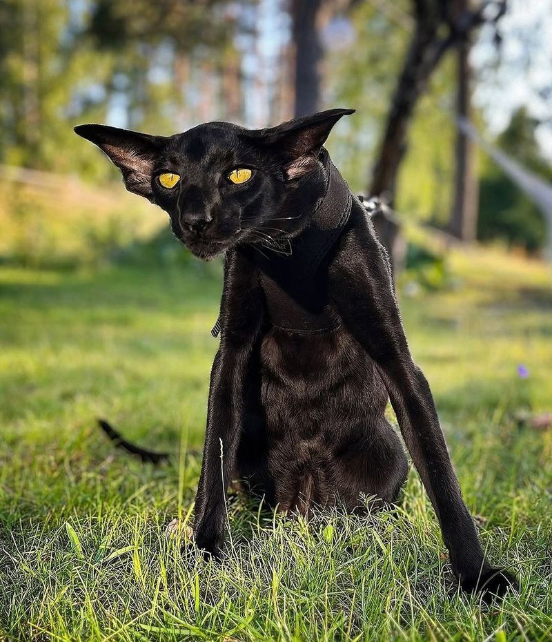 Oriental Shorthair