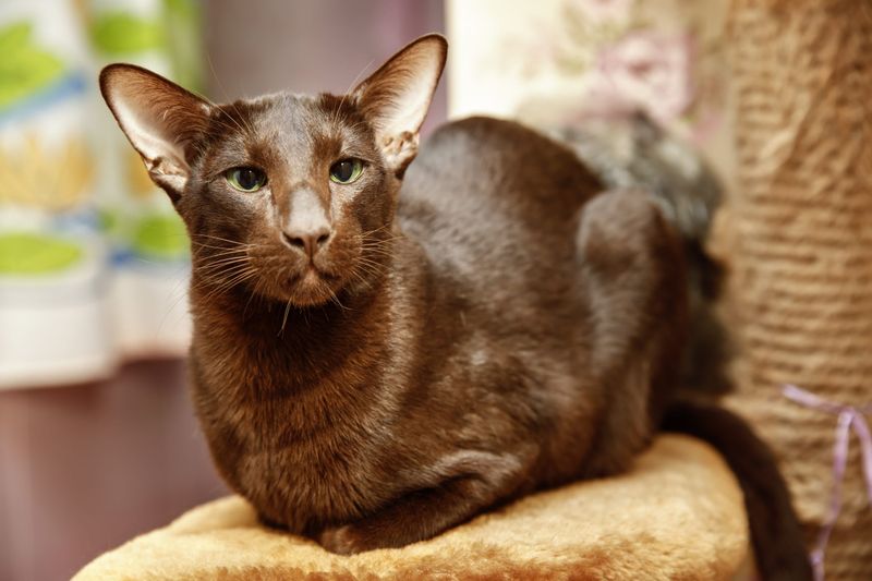 Oriental Shorthair